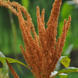 Amarant <br>'Hot Biscuits' <br><i>Amaranthus cruentus</i>