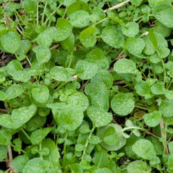 Vinterkarse, langskulpet -<br>Amerikansk karse <br><i> Barbarea verna </i>  