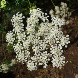 Kongeskrm, <br>Kongekommen <br><i>Ammi majus</i>