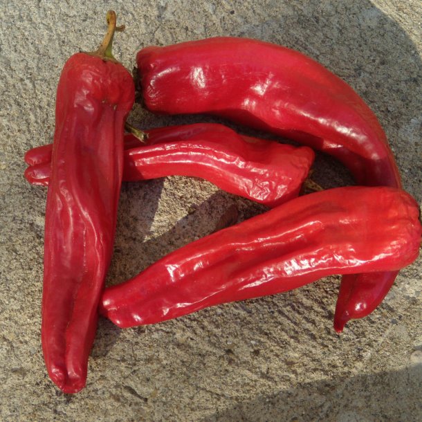 Chili <br>'Anaheim'<br><i>Capsicum annuum</i>