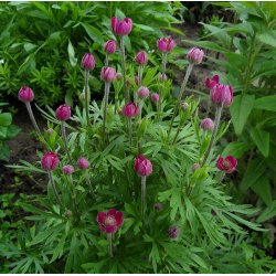 Anemone <br>'Annabella Deep Rose' <br><i>Anemone multifida </i>