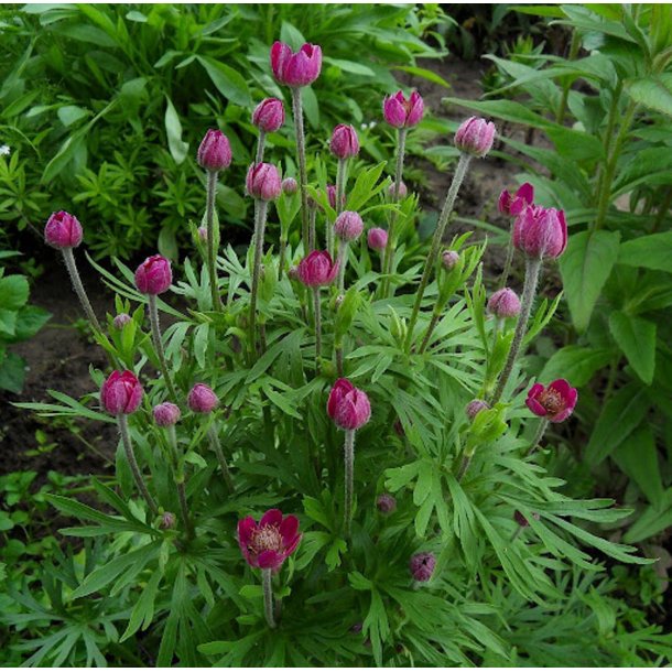 Anemone <br>'Annabella Deep Rose' <br><i>Anemone multifida </i>