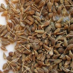 Anis, gte <br><i>Pimpinella anisum</i><br><br>