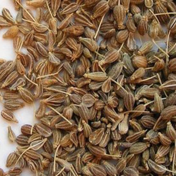 Anis, gte <br><i>Pimpinella anisum</i><br><br>