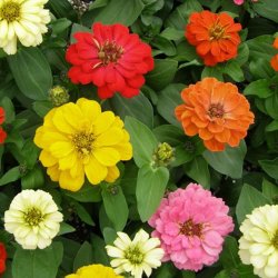 Blomstermix <br>'Kulrte buketter'<br><br>