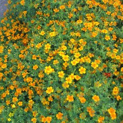 Appelsintagetes <br>'Golden Gem' <br><i>Tagetes tenuifolia </i>