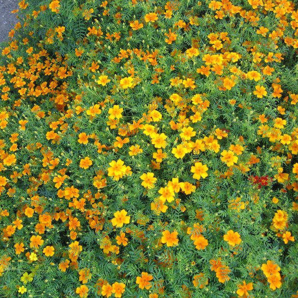 Appelsintagetes <br>'Golden Gem' <br><i>Tagetes tenuifolia </i>