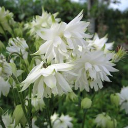 Akeleje <br>'Barlow White' <br><i>Aquilegia vulgaris</i>