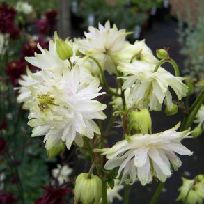 Akeleje <br>'Barlow White' <br><i>Aquilegia vulgaris</i>