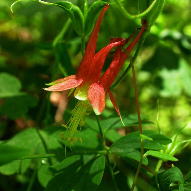 Akeleje, <br>Canadisk <br><i>Aquilegia canadensis </i>