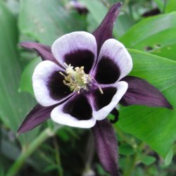 Akeleje <br>'William Guinness'<br><i>Aquilegia vulgaris </i>