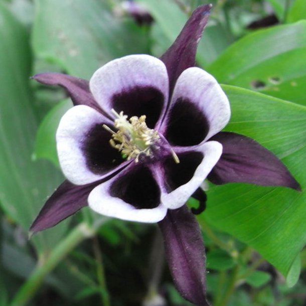 Akeleje <br>'William Guinness'<br><i>Aquilegia vulgaris </i>