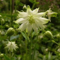 Akeleje <br>'Barlow White' <br><i>Aquilegia vulgaris</i>