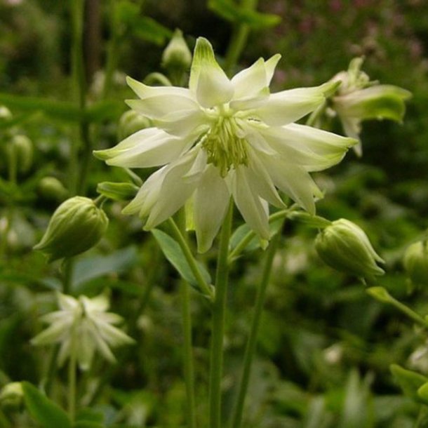 Akeleje <br>'Barlow White' <br><i>Aquilegia vulgaris</i>