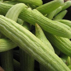 Agurk <br>'Armenian Yard Long' <br><i>Cucumis melo var. flexuosus</i>