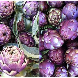 Artiskok <br>'Violet'<br><i>Cynara scolymus</i>