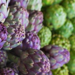 Artiskok <br>�Mix�<br><i>Cynara scolymus</i> 