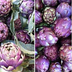 Artiskok <br>�Mix�<br><i>Cynara scolymus</i> 