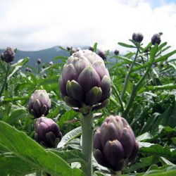 Artiskok <br>�Mix�<br><i>Cynara scolymus</i> 