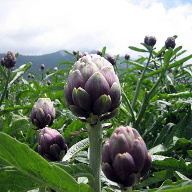 Artiskok <br>�Mix�<br><i>Cynara scolymus</i> 