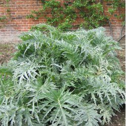 Artiskok <br>�Mix�<br><i>Cynara scolymus</i> 