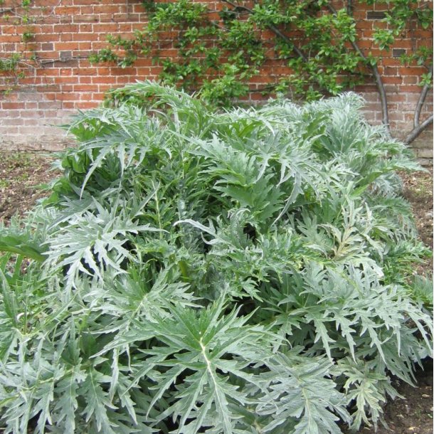 Artiskok <br>�Mix�<br><i>Cynara scolymus</i> 