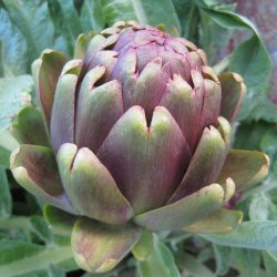 Artiskok <br>�Mix�<br><i>Cynara scolymus</i> 