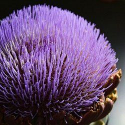 Artiskok <br>�Mix�<br><i>Cynara scolymus</i> 