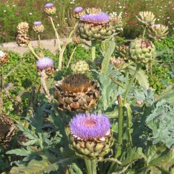 Artiskok <br>�Mix�<br><i>Cynara scolymus</i> 