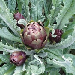 Artiskok <br>'Violet'<br><i>Cynara scolymus</i>