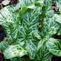 Arum, <br>Italiensk <br><i>Arum italicum </i>