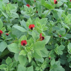 Aspargesrt <br><i>Tetragonolobus purpureus</i>