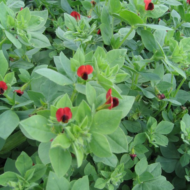 Aspargesrt <br><i>Tetragonolobus purpureus</i>