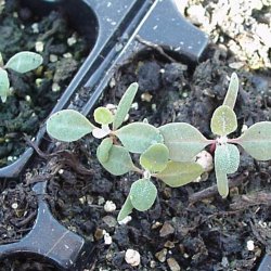 Smlde <br><i>Atriplex halimus </i><br><br>