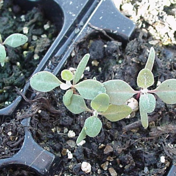 Smlde <br><i>Atriplex halimus </i><br><br>