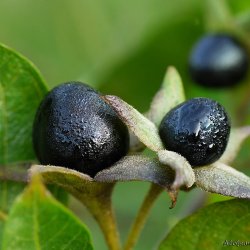Galnebr <br><i>Atropa belladonna</i><br><br>