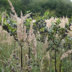 Galnebr <br><i>Atropa belladonna</i><br><br>