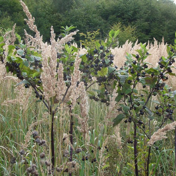 Galnebr <br><i>Atropa belladonna</i><br><br>