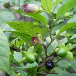Galnebr <br><i>Atropa belladonna</i><br><br>