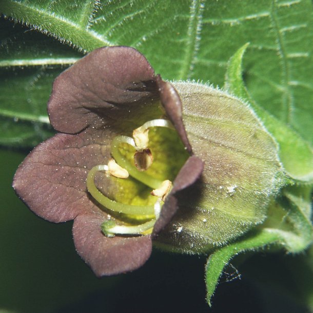 Galnebr <br><i>Atropa belladonna</i><br><br>