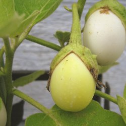 Aubergine <br>'Golden Eggs'<br><i>Solanum melongena</i>
