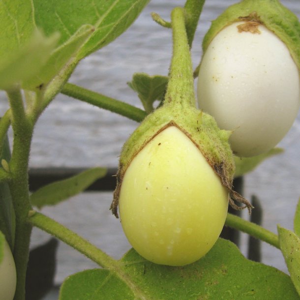 Aubergine <br>'Golden Eggs'<br><i>Solanum melongena</i>