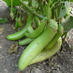 Aubergine <br>'Louisiana Long Green'<br> <i>Solanum melongena</i>