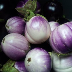 Aubergine <br>'Rosa Bianca' <br><i>Solanum melongena</i>