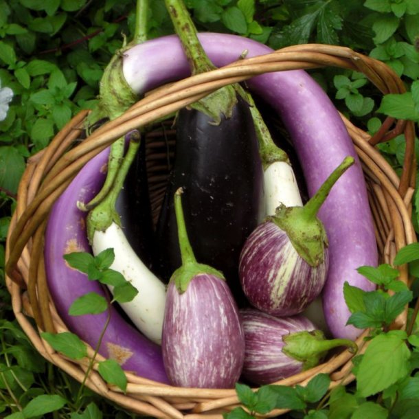 Aubergine Mix<br> <i>Solanum melongena/integrifolium/aethiopicum/melongena</i> 