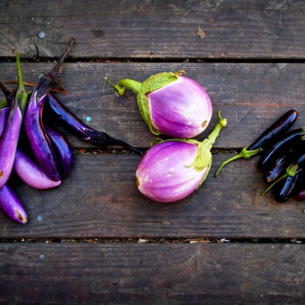 Aubergine Mix<br> <i>Solanum melongena/integrifolium/aethiopicum/melongena</i> 