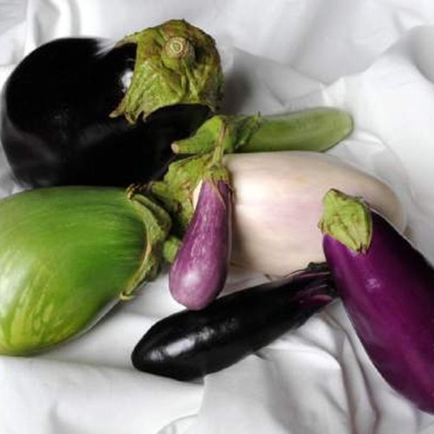 Aubergine Mix<br> <i>Solanum melongena/integrifolium/aethiopicum/melongena</i> 