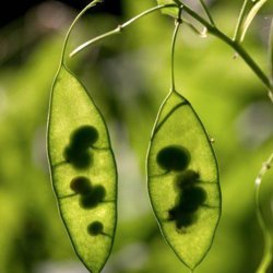 Mneskulpe, <br>Vedvarende <br><i>Lunaria rediviva </i>