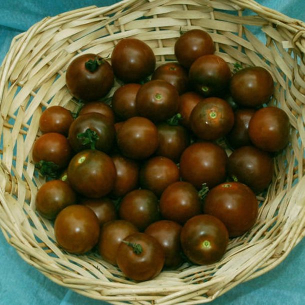 Tomat <br>'Cherry Brown Berry'<br><i>Lycopersicon esculentum</i>