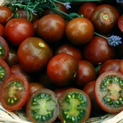 Tomat <br>'Cherry Brown Berry'<br><i>Lycopersicon esculentum</i>